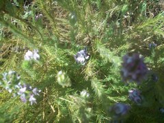 Aspalathus cephalotes violacea