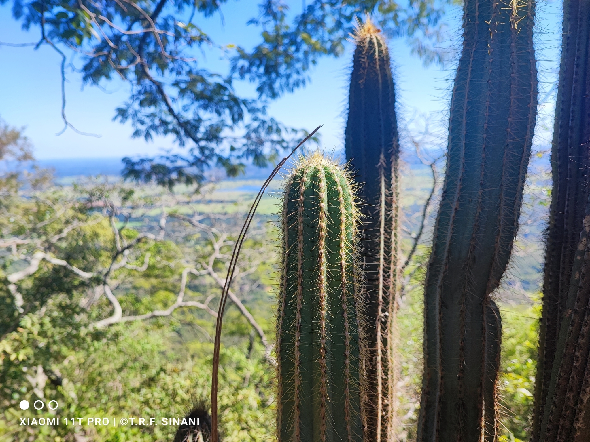 Pilosocereus juaruensis