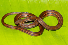 Tearful Pine-Oak Snake photo 1