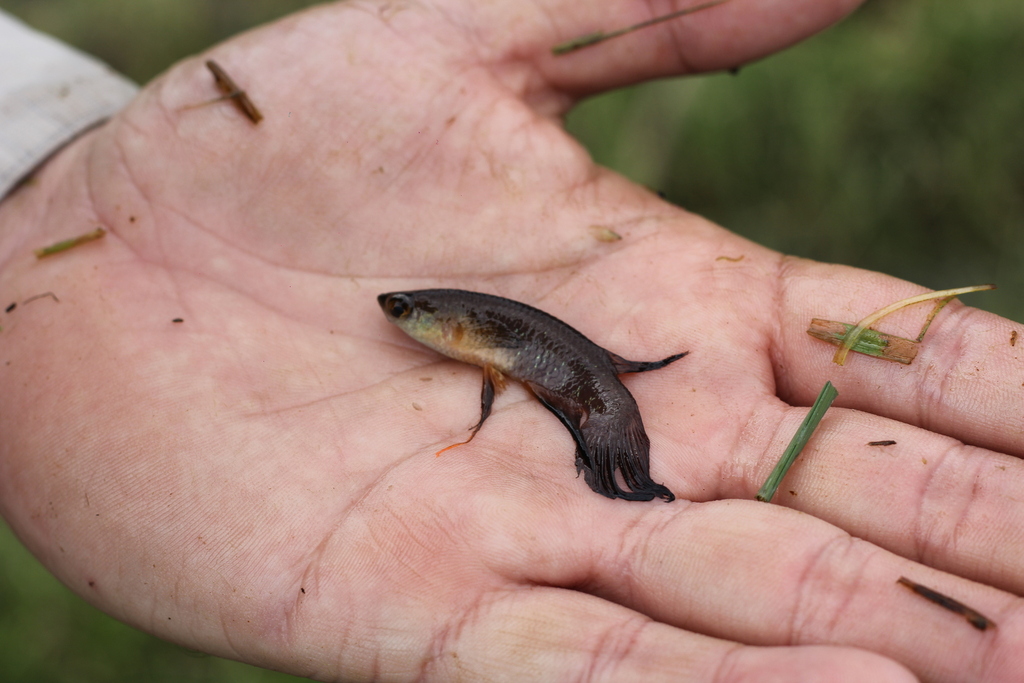 Longfin Killie