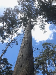 Eucalyptus diversicolor