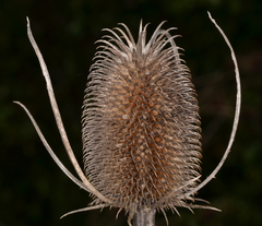 Dipsacus sativus
