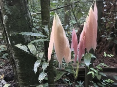 Anacardiaceae