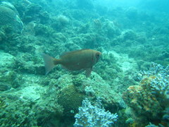 Priacanthus