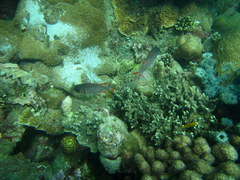 Myripristis violacea