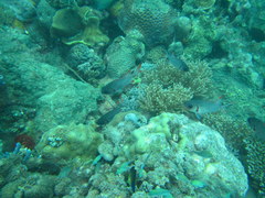 Myripristis violacea