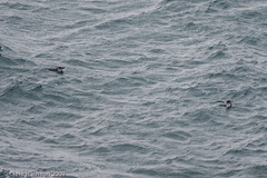 Eudyptula minor minor