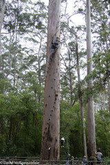 Eucalyptus diversicolor