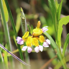 Hosackia gracilis