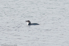 Eudyptula minor minor