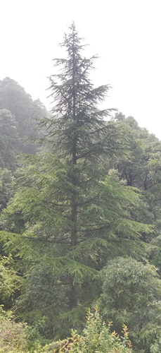 Image of Cedrus deodara by (c) T R Shankar Raman, some rights reserved (CC BY)