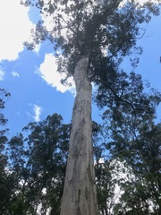 Eucalyptus diversicolor