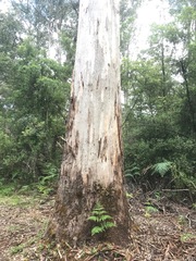 Eucalyptus diversicolor