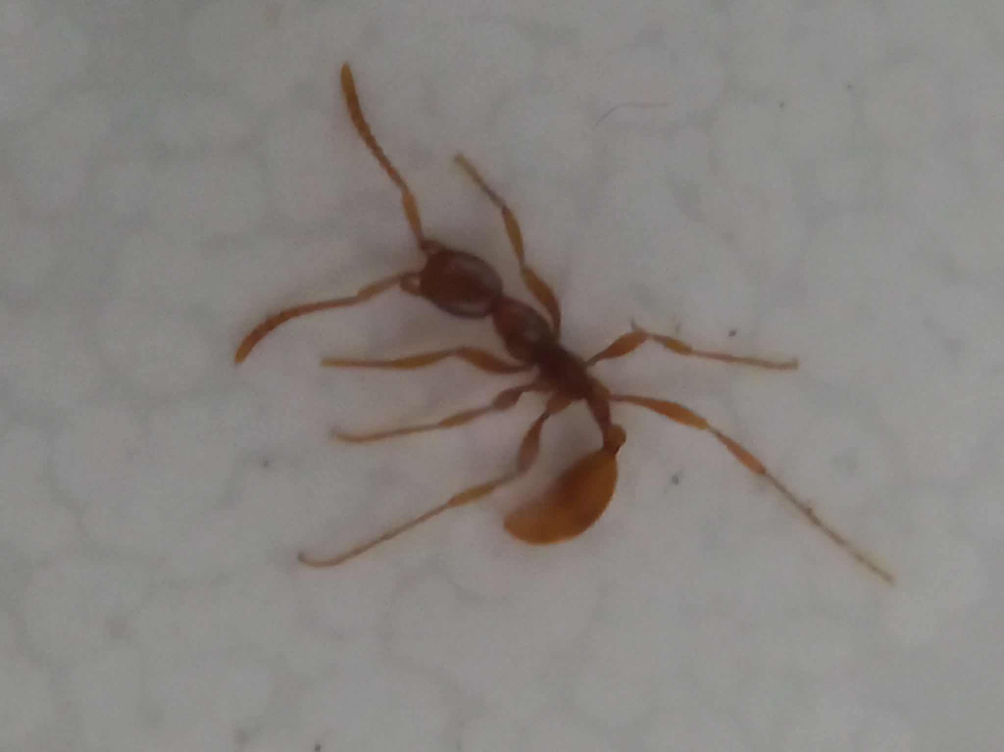 Aenictus sagei