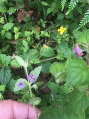 Tremandra stelligera