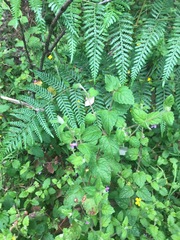 Tremandra stelligera