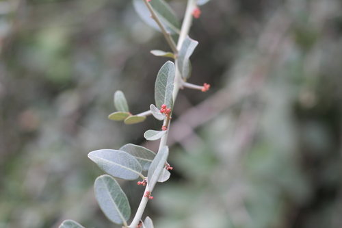Castela coccinea (Castela coccinea)