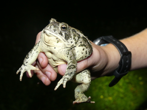 Woodhouse's Toad