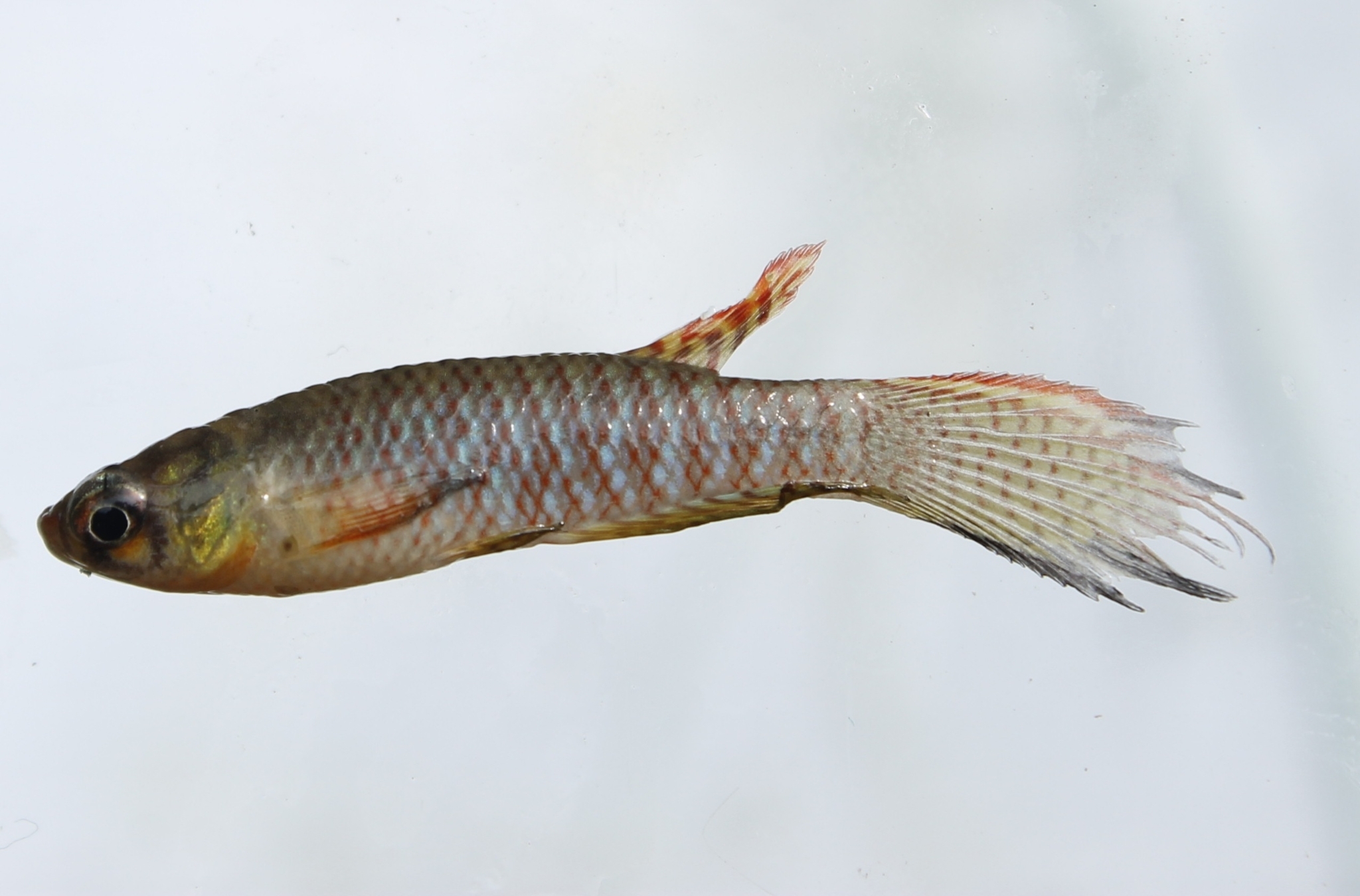 Rachovia maculipinnis