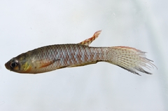 Spotfin Rachovia photo 1