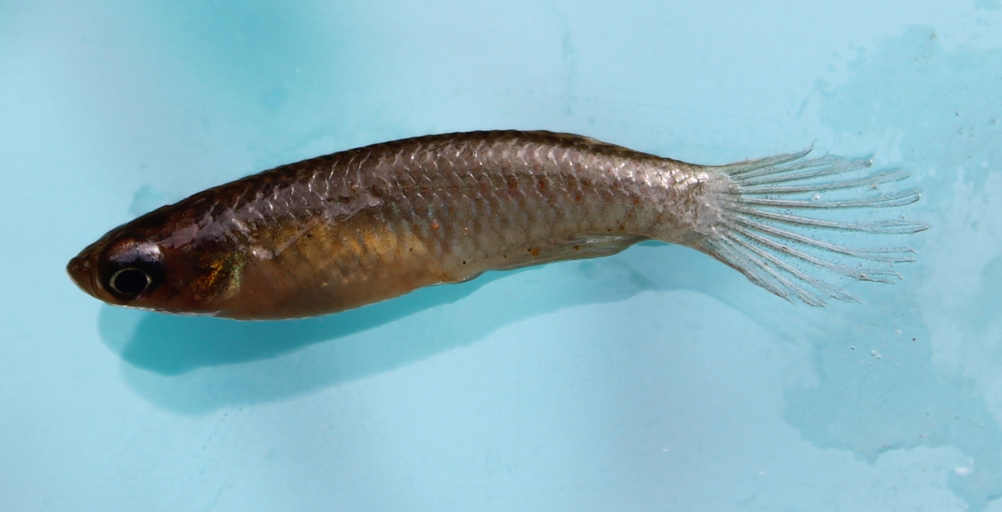 Spotfin Rachovia photo 3