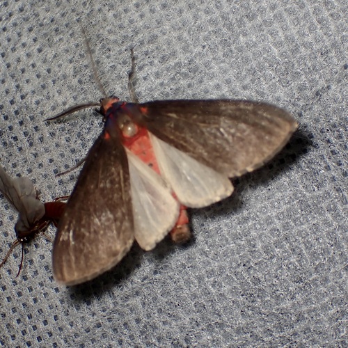 Euchaetes fusca