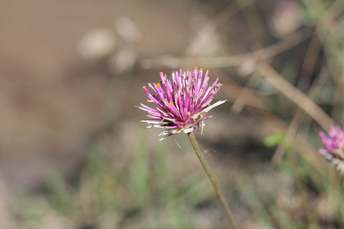 Image of Gomphrena pulchella by (c) Romi Galeota Lencina, some rights reserved (CC BY)