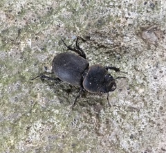 Apterodorcus bacchus