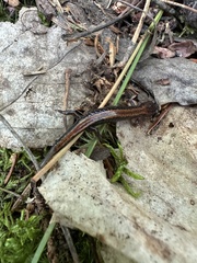 Plethodon cinereus image
