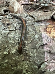 Plethodon cinereus image