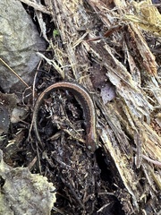 Plethodon cinereus image