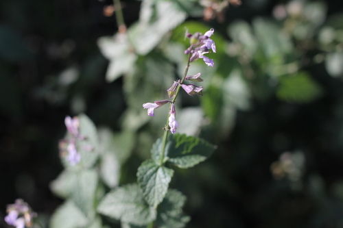 Image of Salvia cardiophylla by (c) Romi Galeota Lencina, some rights reserved (CC BY)