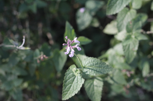 Image of Salvia cardiophylla by (c) Romi Galeota Lencina, some rights reserved (CC BY)