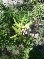 Grevillea phylicoides