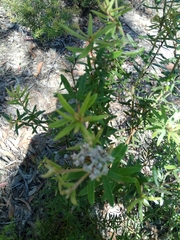 Grevillea phylicoides