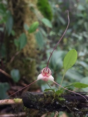 Masdevallia nidifica