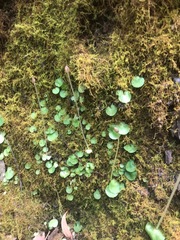 Corybas recurvus