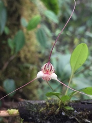 Masdevallia nidifica