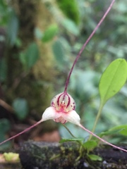 Masdevallia nidifica