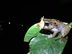 Pristimantis appendiculatus