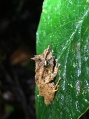 Pristimantis appendiculatus