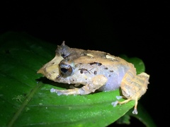 Pristimantis appendiculatus