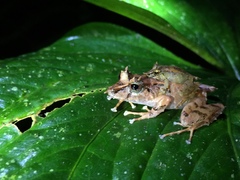 Pristimantis appendiculatus