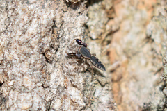 Cheliferoides segmentatus