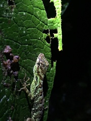 Anolis aequatorialis