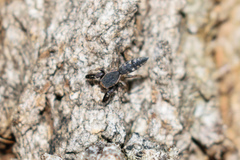 Cheliferoides segmentatus