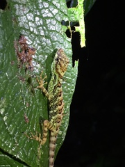 Anolis aequatorialis