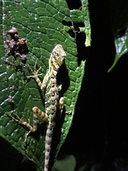 Anolis aequatorialis