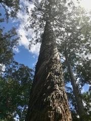 Eucalyptus diversicolor