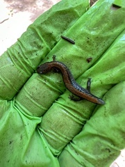 Plethodon cinereus image